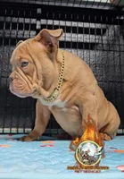 Oscar , a male American Bully for sale in Spring Hill, FL – 4 of 8