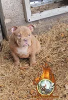 Oscar , a male American Bully for sale in Spring Hill, FL – Photo 2 of 9