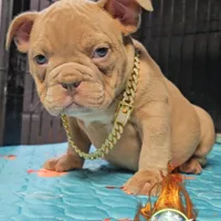 Oscar , a male American Bully for sale in Spring Hill, FL – Photo 9 of 9