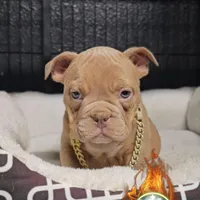 Oscar , a male American Bully for sale in Spring Hill, FL – Photo 7 of 9