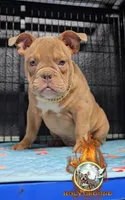 Oscar , a male American Bully for sale in Spring Hill, FL – 2 of 8