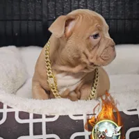 Oscar , a male American Bully for sale in Spring Hill, FL – Photo 6 of 9