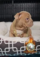 Oscar , a male American Bully for sale in Spring Hill, FL – Photo 4 of 8