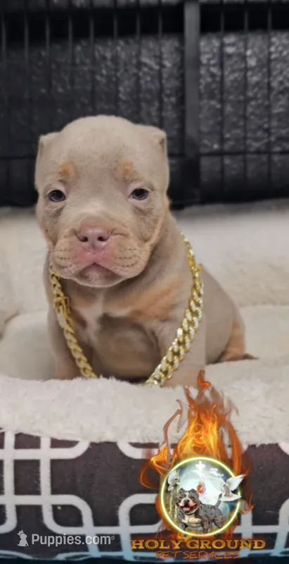 Miloe – American Bully puppy for sale in Spring Hill, FL