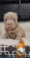 Miloe, a male American Bully for sale in Spring Hill, FL – 1 of 4