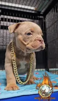 Skipper, a male American Bully for sale in Spring Hill, FL – 2 of 4