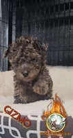 Gizmo, a male Yorkipoo for sale in Spring Hill, FL – 3 of 6