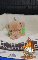 Candy, a female American Bully for sale in Spring Hill, FL – Photo 3 of 7