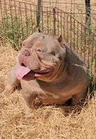 Candy, a female American Bully for sale in Spring Hill, FL – Photo 7 of 7