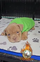 Candy, a female American Bully for sale in Spring Hill, FL – Photo 5 of 7