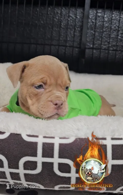 Candy – American Bully puppy for sale in Spring Hill, FL