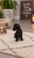 Blossom, a female Yorkipoo for sale in Spring Hill, FL – 4 of 9