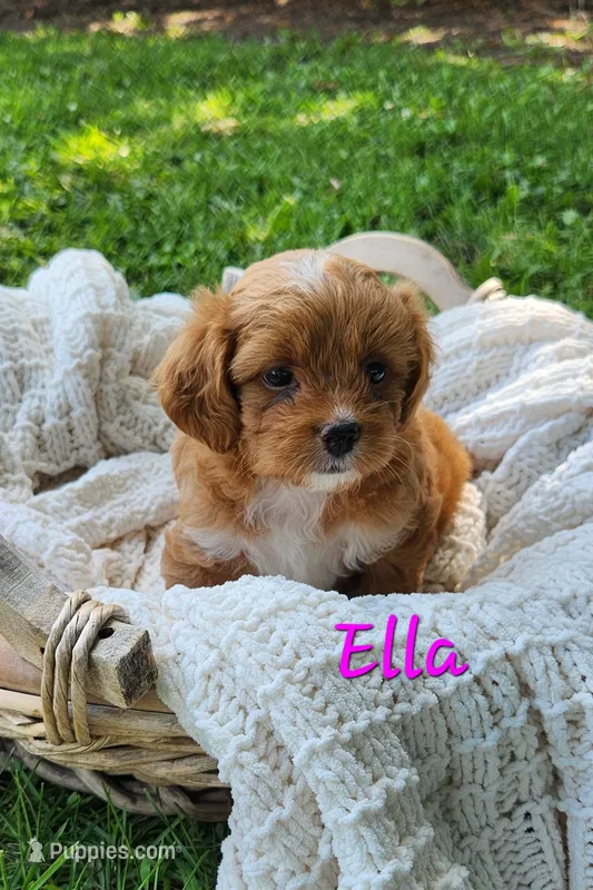 Ella – Shih Tzu, Miniature Goldendoodle puppy for sale in Osage, IA