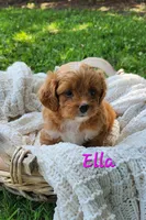 Ella, a female Shih Tzu and Miniature Goldendoodle for sale in Osage, IA – 1 of 1