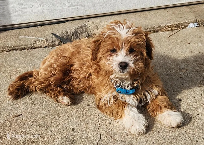 Milo, a male Shih Tzu and Miniature Goldendoodle for sale in Osage, IA – Photo 1 of 2