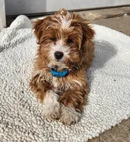 Milo, a male Shih Tzu and Miniature Goldendoodle for sale in Osage, IA – Photo 2 of 2