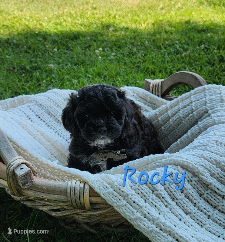 Rocky – Shih Tzu, Miniature Goldendoodle puppy for sale in Osage, IA