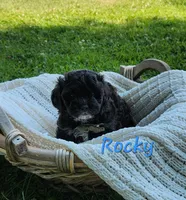 Rocky, a male Shih Tzu and Miniature Goldendoodle for sale in Osage, IA – 1 of 1