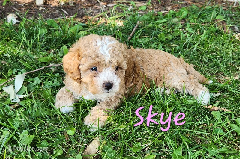 Skye – Shih Tzu, Miniature Goldendoodle puppy for sale in Osage, IA