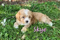 Skye, a female Shih Tzu and Miniature Goldendoodle for sale in Osage, IA – 1 of 1