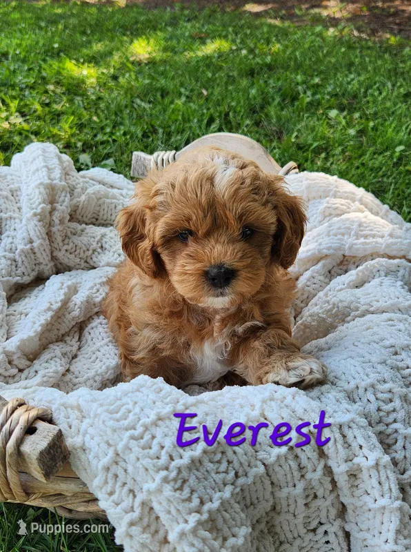 Everest  – Shih Tzu, Miniature Goldendoodle puppy for sale in Osage, IA