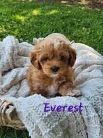Everest , a female Shih Tzu and Miniature Goldendoodle for sale in Osage, IA – 1 of 1