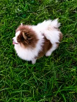 Lilo (full AKC) , a female Pomeranian for sale in Middlefield, OH – 2 of 2