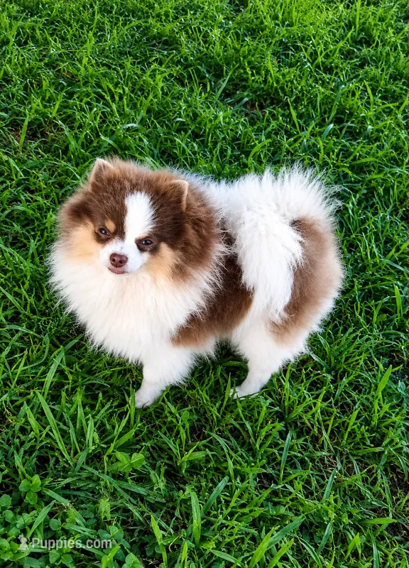 Lilo (pending)  – Pomeranian puppy for sale in Middlefield, OH
