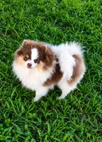Lilo (pending) , a female Pomeranian for sale in Middlefield, OH – 1 of 3