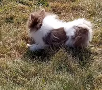Lilo (full AKC) , a female Pomeranian for sale in Middlefield, OH – Photo 7 of 7