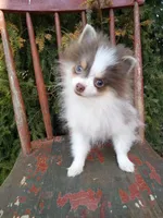 Lilo (full AKC) , a female Pomeranian for sale in Middlefield, OH – Photo 3 of 7