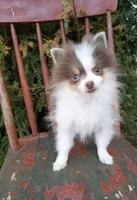 Lilo (full AKC) , a female Pomeranian for sale in Middlefield, OH – Photo 4 of 7