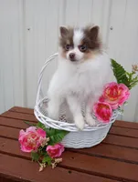 Lilo (full AKC) , a female Pomeranian for sale in Middlefield, OH – Photo 6 of 6