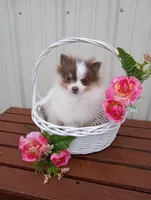 Lilo (full AKC) , a female Pomeranian for sale in Middlefield, OH – Photo 5 of 6