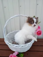 Lilo (full AKC) , a female Pomeranian for sale in Middlefield, OH – Photo 3 of 6