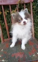 Lilo (full AKC) , a female Pomeranian for sale in Middlefield, OH – Photo 5 of 7