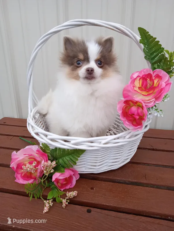 Lilo (full AKC)  – Pomeranian puppy for sale in Middlefield, OH