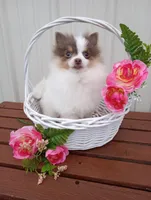 Lilo (full AKC) , a female Pomeranian for sale in Middlefield, OH – Photo 1 of 6