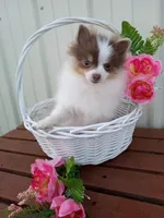 Lilo (full AKC) , a female Pomeranian for sale in Middlefield, OH – Photo 4 of 6