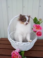 Lilo (full AKC) , a female Pomeranian for sale in Middlefield, OH – Photo 2 of 6