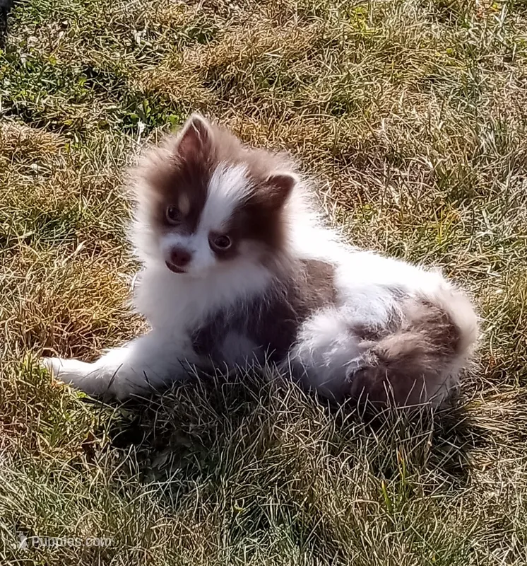 Lilo (full AKC)  – Pomeranian puppy for sale in Middlefield, OH