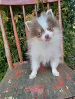 Lilo (full AKC) , a female Pomeranian for sale in Middlefield, OH – Photo 6 of 7