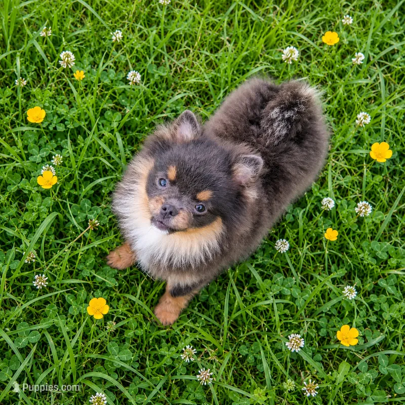 Bluey-full/limited AKC  – Pomeranian puppy for sale in Middlefield, OH