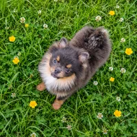 Bluey (full or limited AKC), a male Pomeranian for sale in Middlefield, OH – 1 of 4