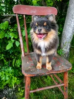 Bluey-full/limited AKC , a male Pomeranian for sale in Middlefield, OH – 2 of 5