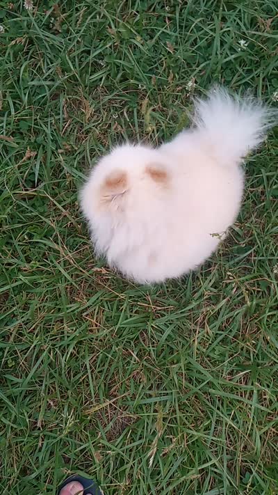 Tiny Tim (pending), a male Pomeranian for sale in Middlefield, OH – 4 of 4