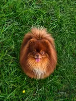 Bluey (full AKC), a male Pomeranian for sale in Middlefield, OH – 5 of 5