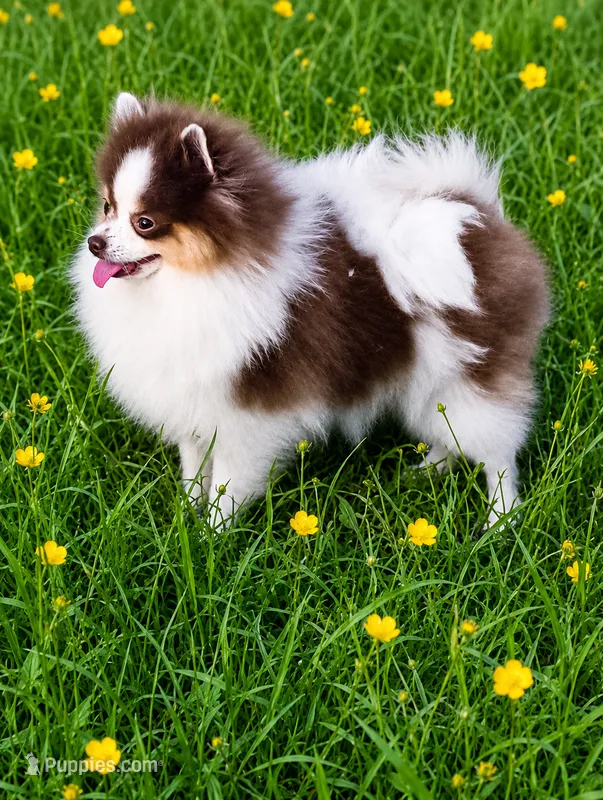 Lilo (full AKC)  – Pomeranian puppy for sale in Middlefield, OH