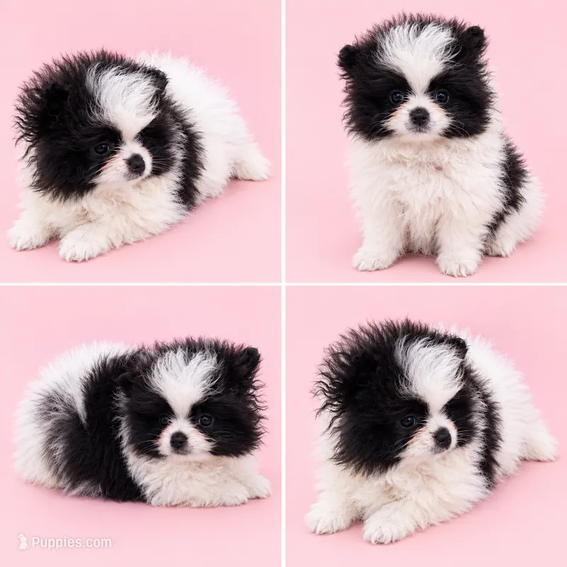 Strawberry (full AKC) – Pomeranian puppy for sale in Middlefield, OH
