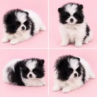 Strawberry (full AKC), a female Pomeranian for sale in Middlefield, OH – 1 of 3